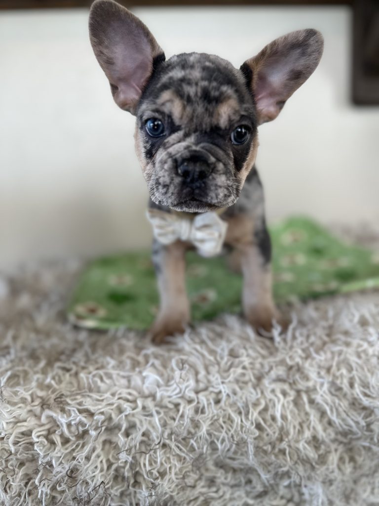 Otis | Blue Merle & Tan French Bulldog Male | Available Oct 30th, 2024