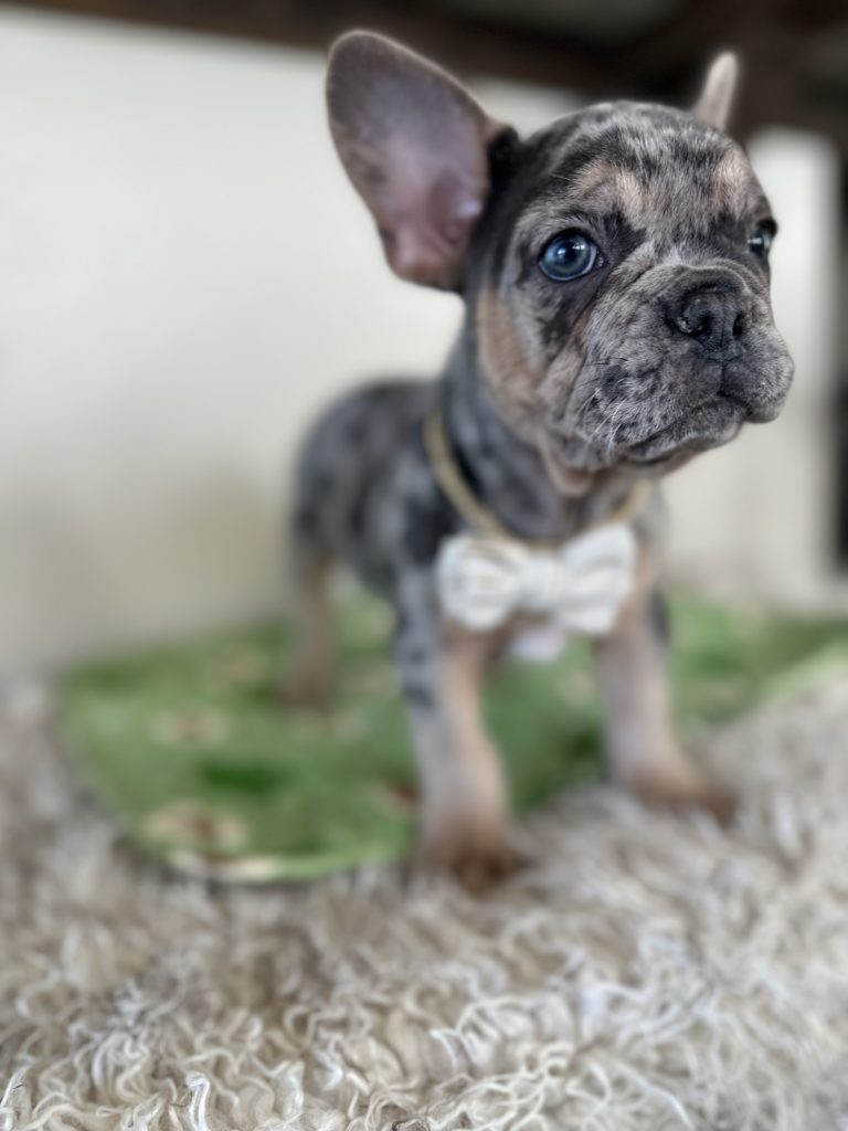 Otis | Blue Merle & Tan French Bulldog Male | Available Oct 30th, 2024