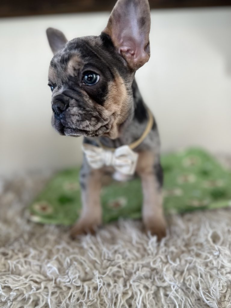 Otis | Blue Merle & Tan French Bulldog Male | Available Oct 30th, 2024