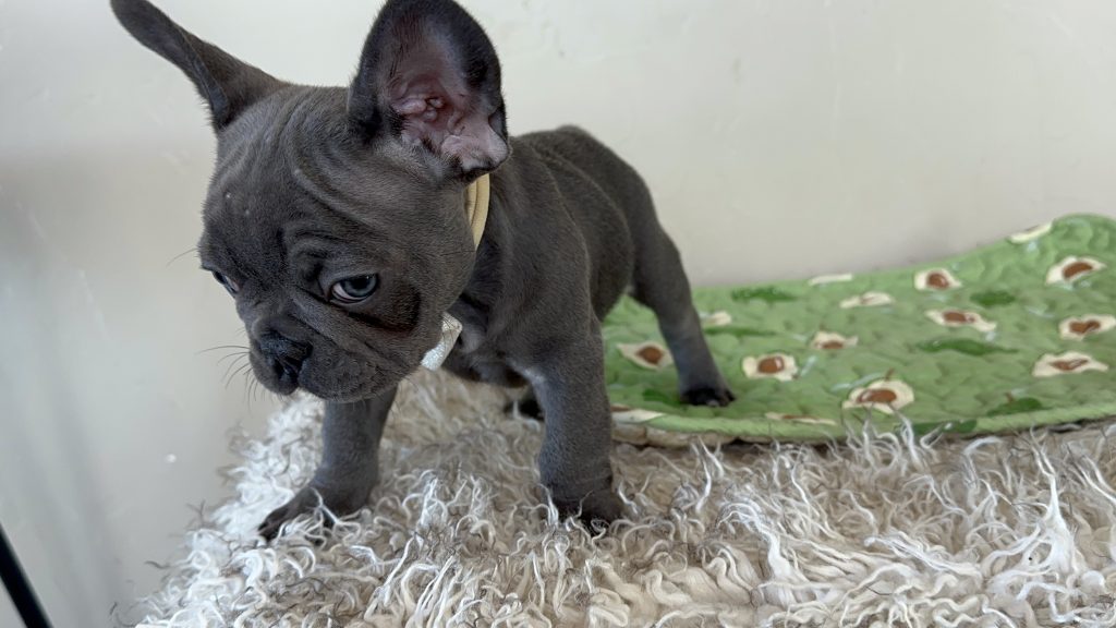 Percy | Blue French Bulldog Male | Available Nov 6th, 2024