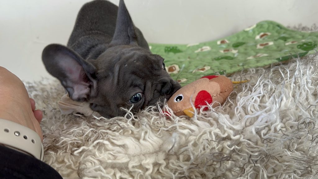 Percy | Blue French Bulldog Male | Available Nov 6th, 2024