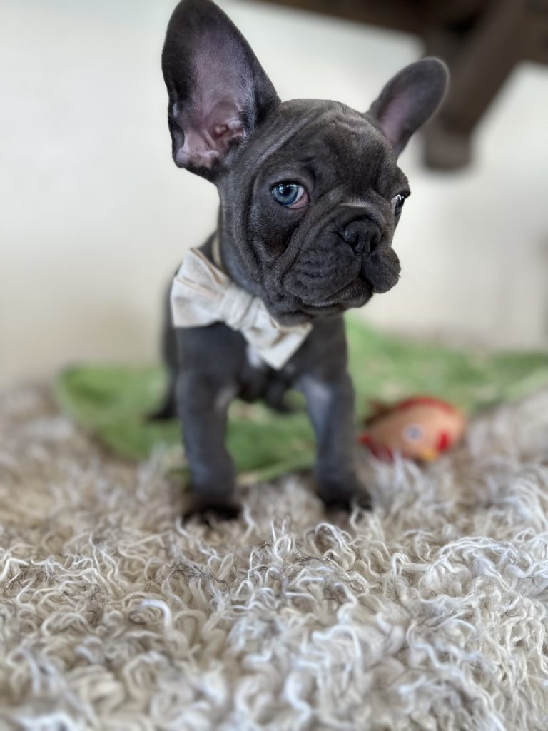 Percy | Blue French Bulldog Male | Available Nov 6th, 2024
