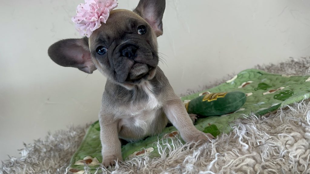 Piper | Blue Sable French Bulldog Female | Available Nov 6th, 2024