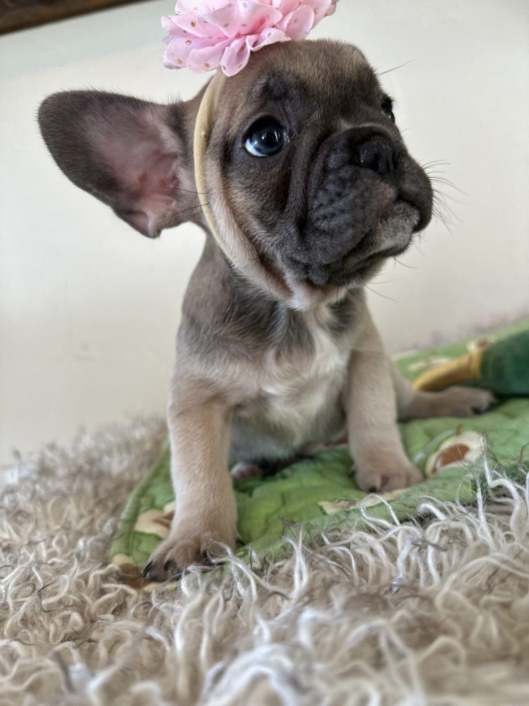 Piper | Blue Sable French Bulldog Female | Available Nov 6th, 2024