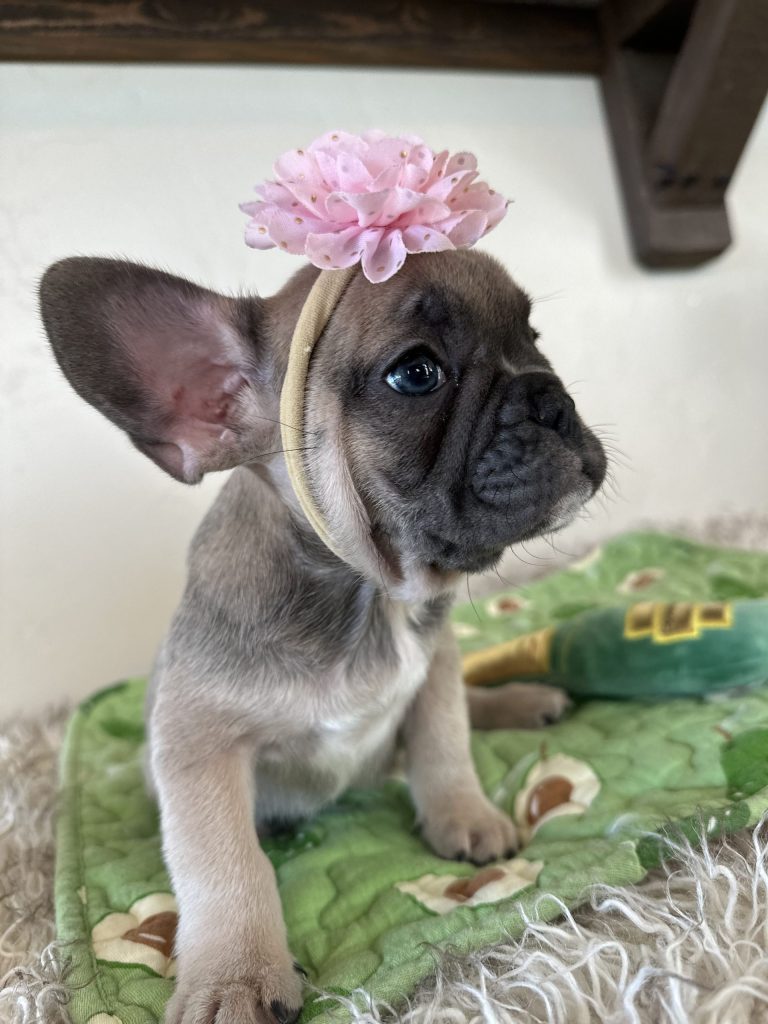 Piper | Blue Sable French Bulldog Female | Available Nov 6th, 2024
