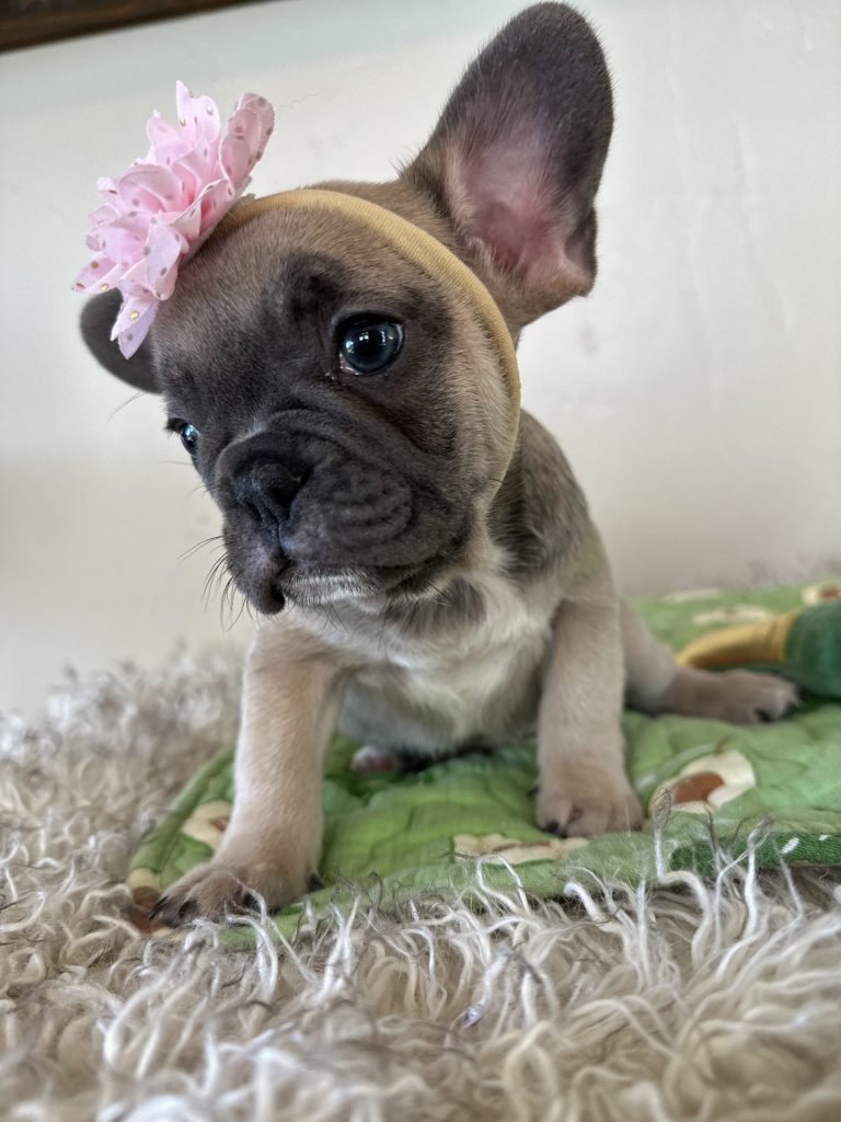 Piper | Blue Sable French Bulldog Female | Available Nov 6th, 2024