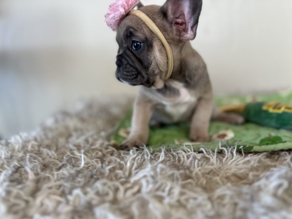 Piper | Blue Sable French Bulldog Female | Available Nov 6th, 2024
