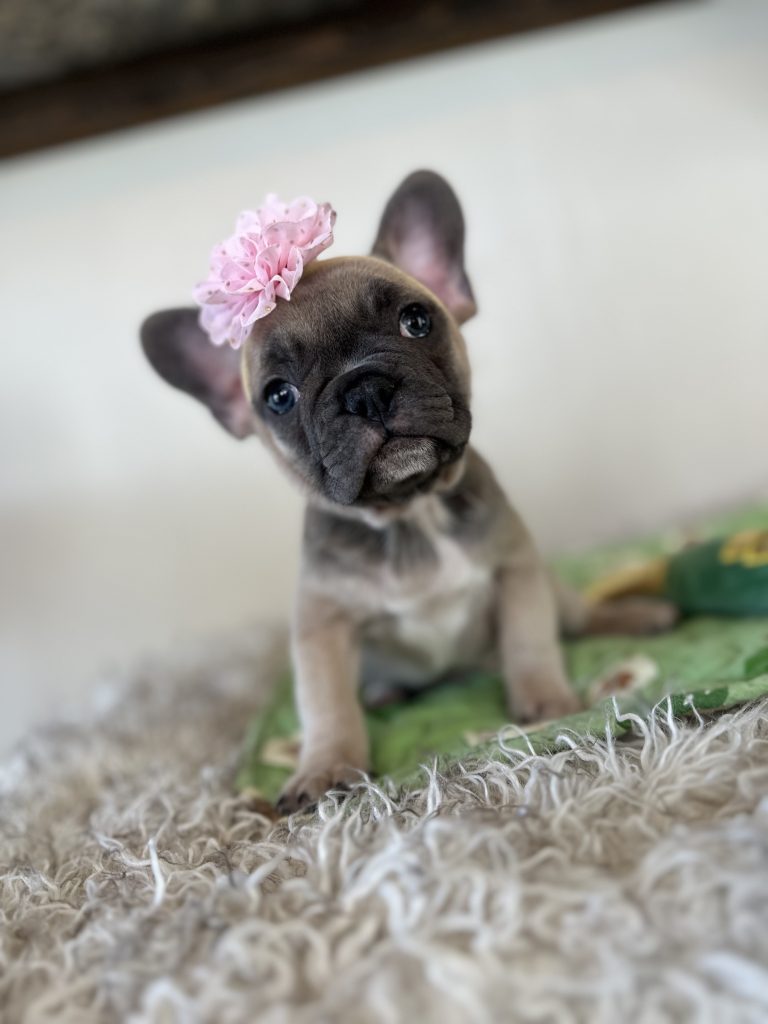 Piper | Blue Sable French Bulldog Female | Available Nov 6th, 2024