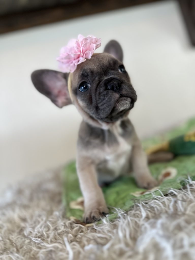 Piper | Blue Sable French Bulldog Female | Available Nov 6th, 2024