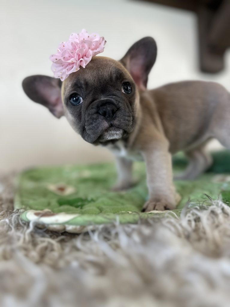 Piper | Blue Sable French Bulldog Female | Available Nov 6th, 2024