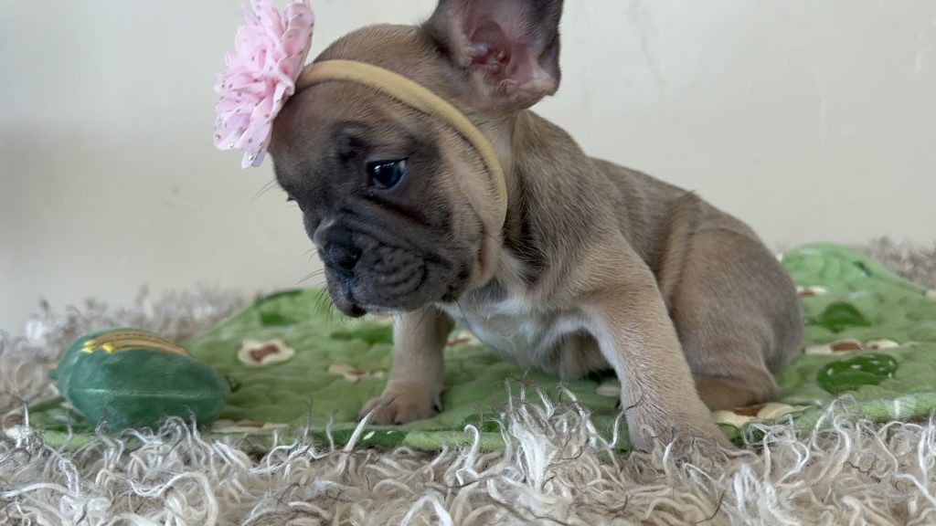 Piper | Blue Sable French Bulldog Female | Available Nov 6th, 2024