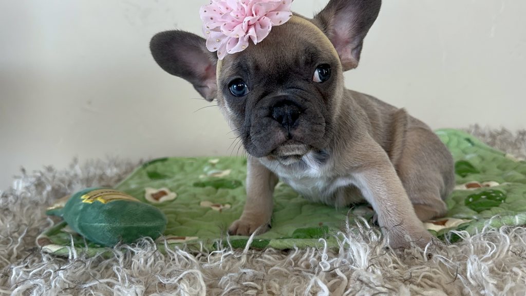 Piper | Blue Sable French Bulldog Female | Available Nov 6th, 2024