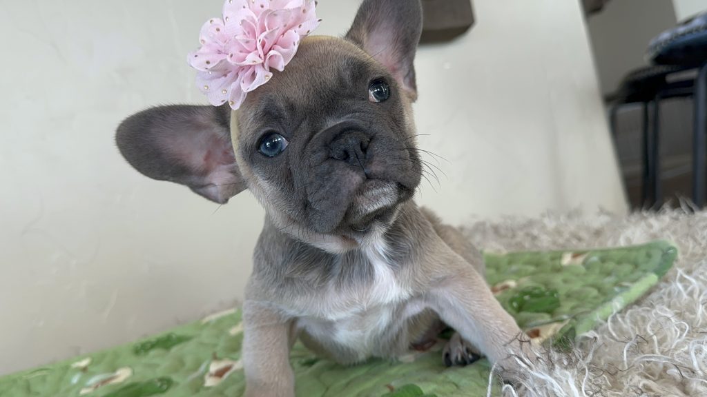 Piper | Blue Sable French Bulldog Female | Available Nov 6th, 2024