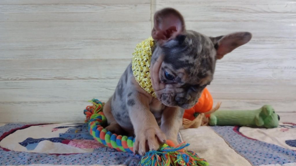Otis | Blue Merle & Tan French Bulldog Male | Available Oct 30th, 2024