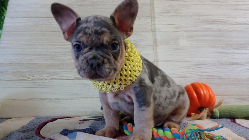 Otis | Blue Merle & Tan French Bulldog Male | Available Oct 30th, 2024