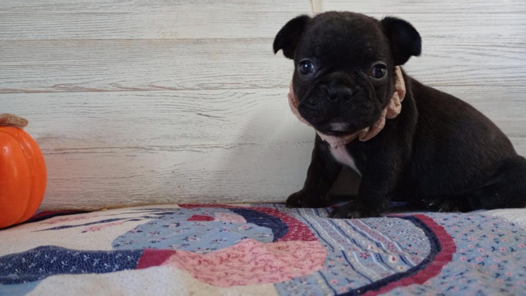Romeo | Black French Bulldog Male | Available Nov 23rd, 2024