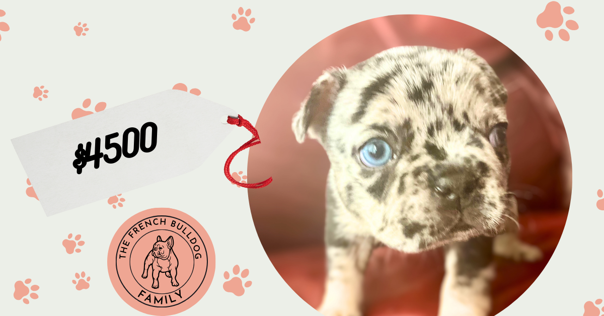 Utopia | Black Merle & Tan French Bulldog Female | Available Now