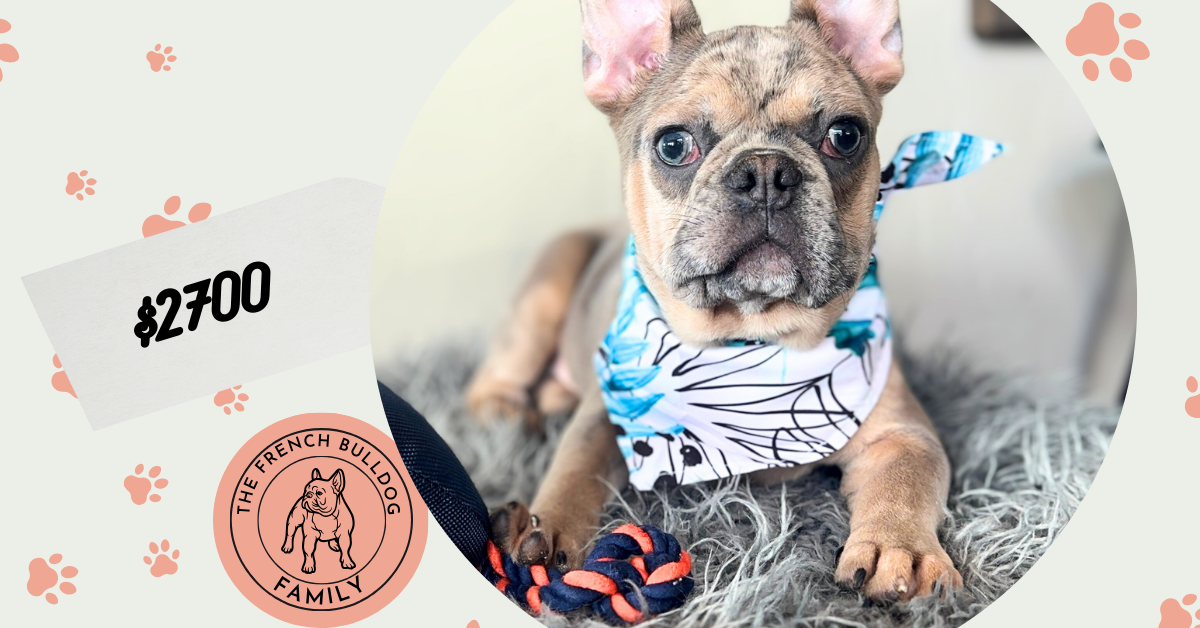 Bandit | Blue Sable Merle French Bulldog Male | Available Now