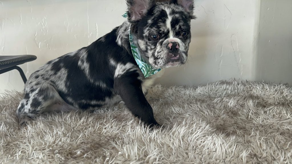 Zen | Black Merle French Bulldog Male | Available Now