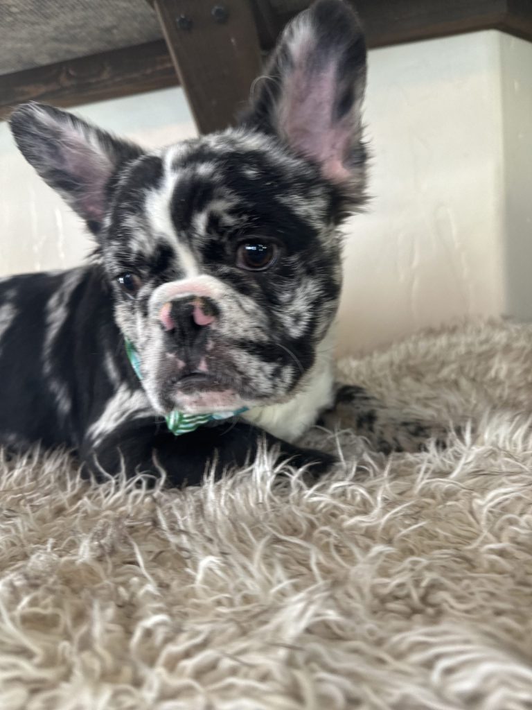 Zen | Black Merle French Bulldog Male | Available Now