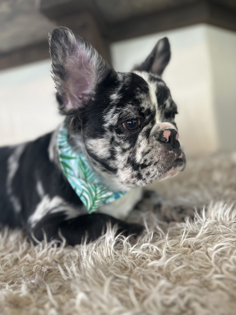 Zen | Black Merle French Bulldog Male | Available Now