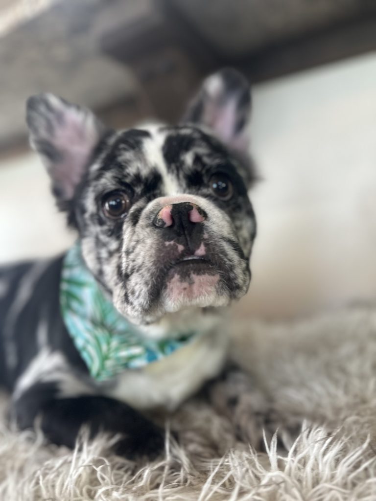 Zen | Black Merle French Bulldog Male | Available Now