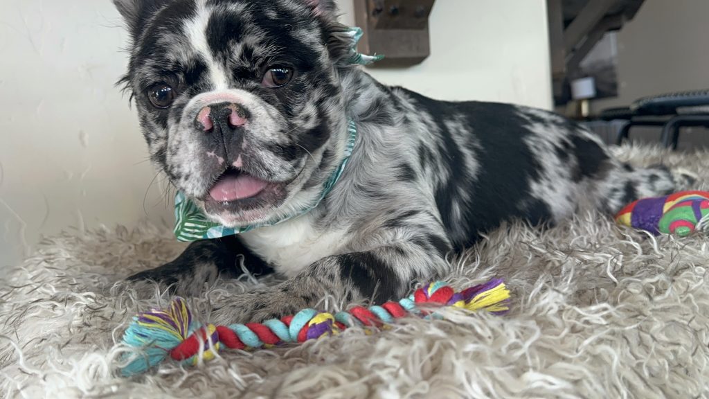 Zen | Black Merle French Bulldog Male | Available Now