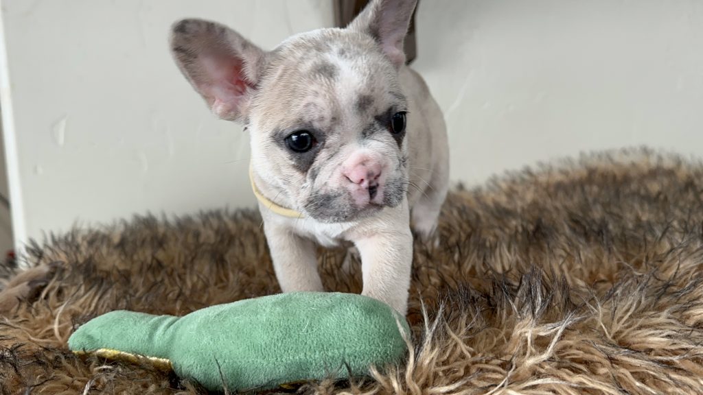 Violet | Lilac Fawn Merle French Bulldog Female | Available in Nov 16th, 2024