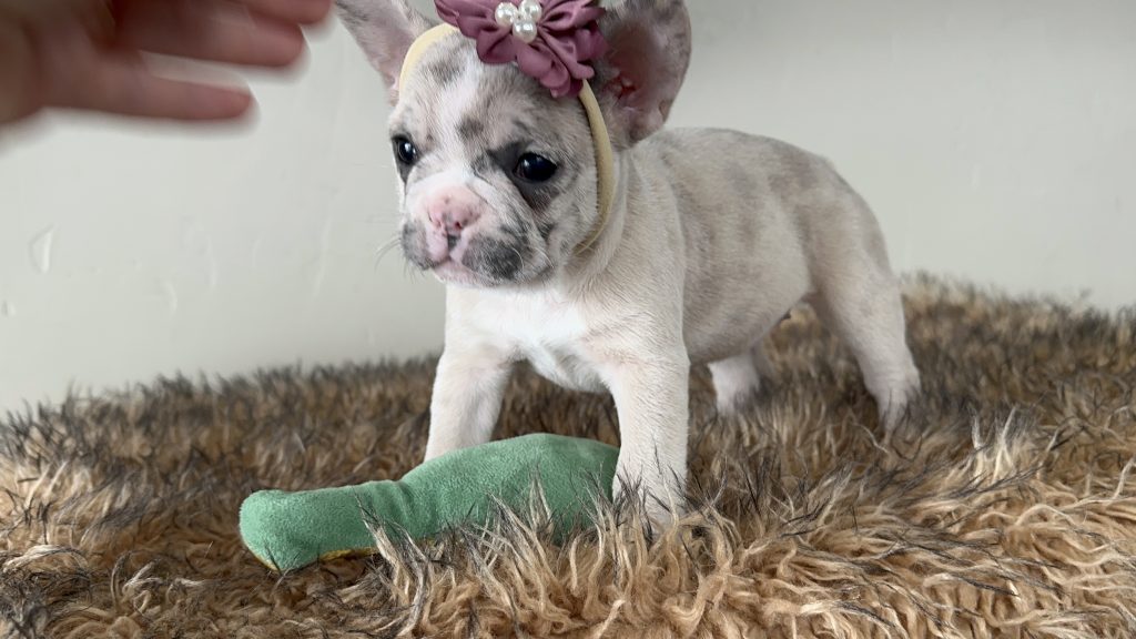 Violet | Lilac Fawn Merle French Bulldog Female | Available in Nov 16th, 2024