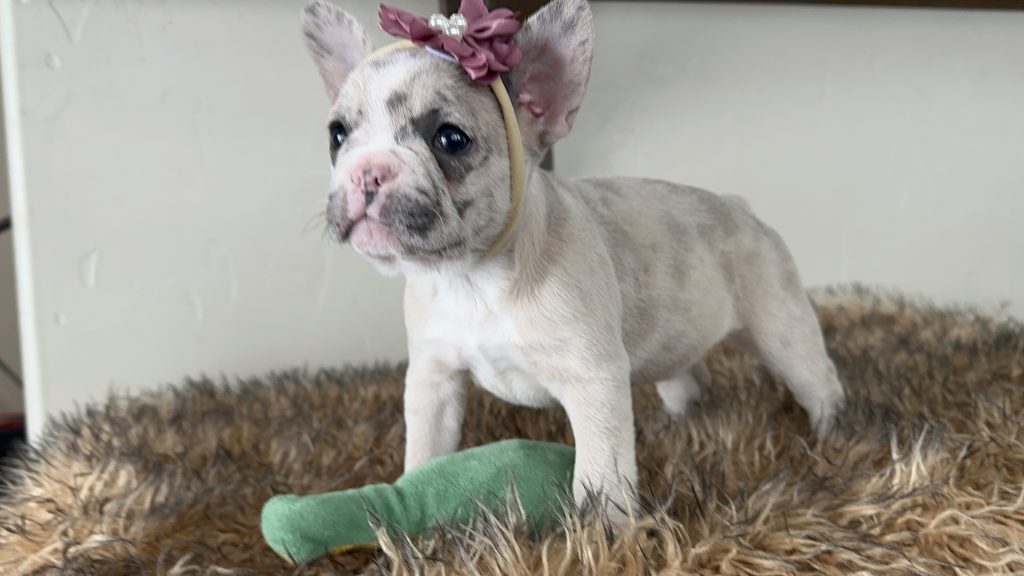 Violet | Lilac Fawn Merle French Bulldog Female | Available in Nov 16th, 2024