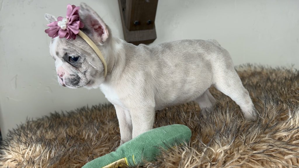 Violet | Lilac Fawn Merle French Bulldog Female | Available in Nov 16th, 2024