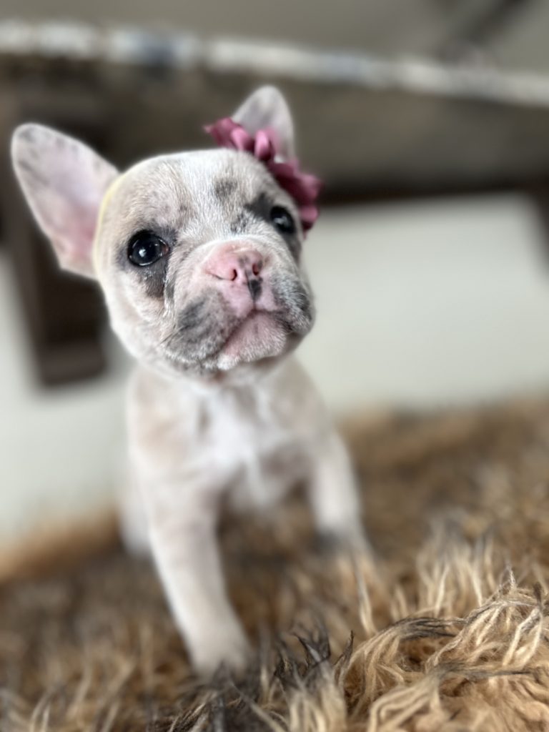 Violet | Lilac Fawn Merle French Bulldog Female | Available in Nov 16th, 2024