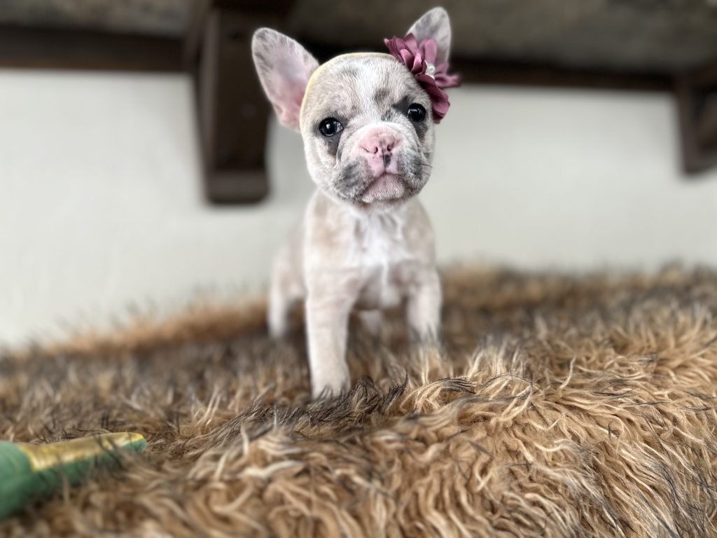 Violet | Lilac Fawn Merle French Bulldog Female | Available in Nov 16th, 2024