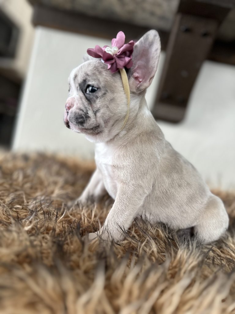 Violet | Lilac Fawn Merle French Bulldog Female | Available in Nov 16th, 2024