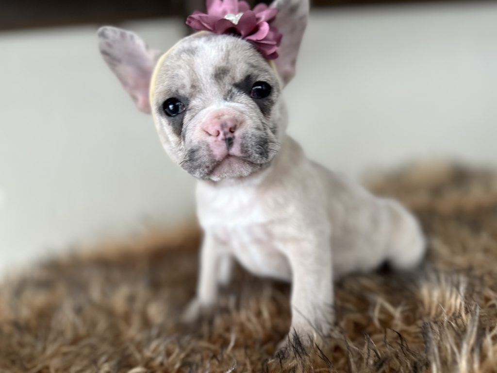 Violet | Lilac Fawn Merle French Bulldog Female | Available in Nov 16th, 2024