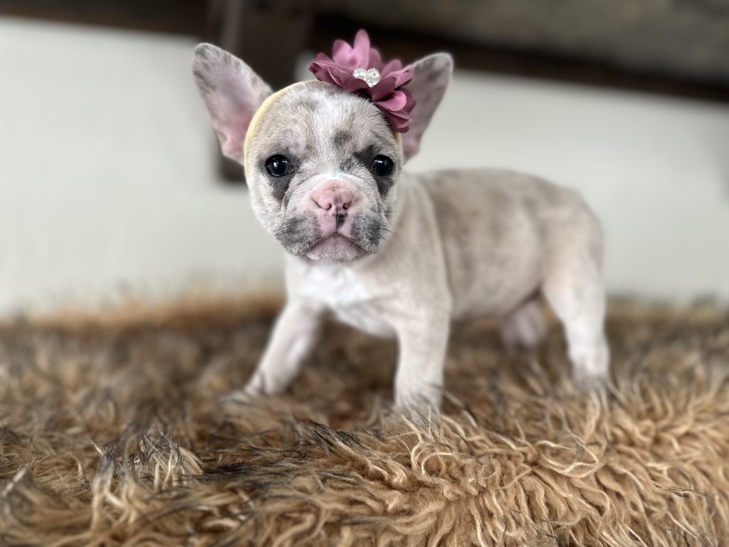 Violet | Lilac Fawn Merle French Bulldog Female | Available in Nov 16th, 2024