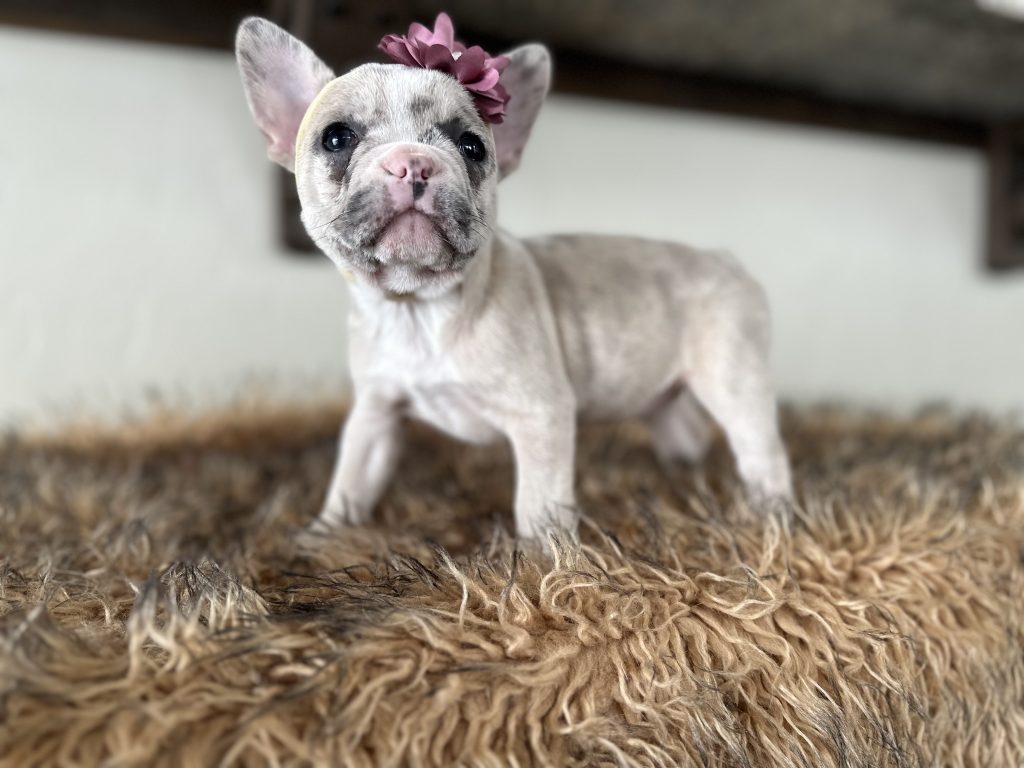 Violet | Lilac Fawn Merle French Bulldog Female | Available in Nov 16th, 2024