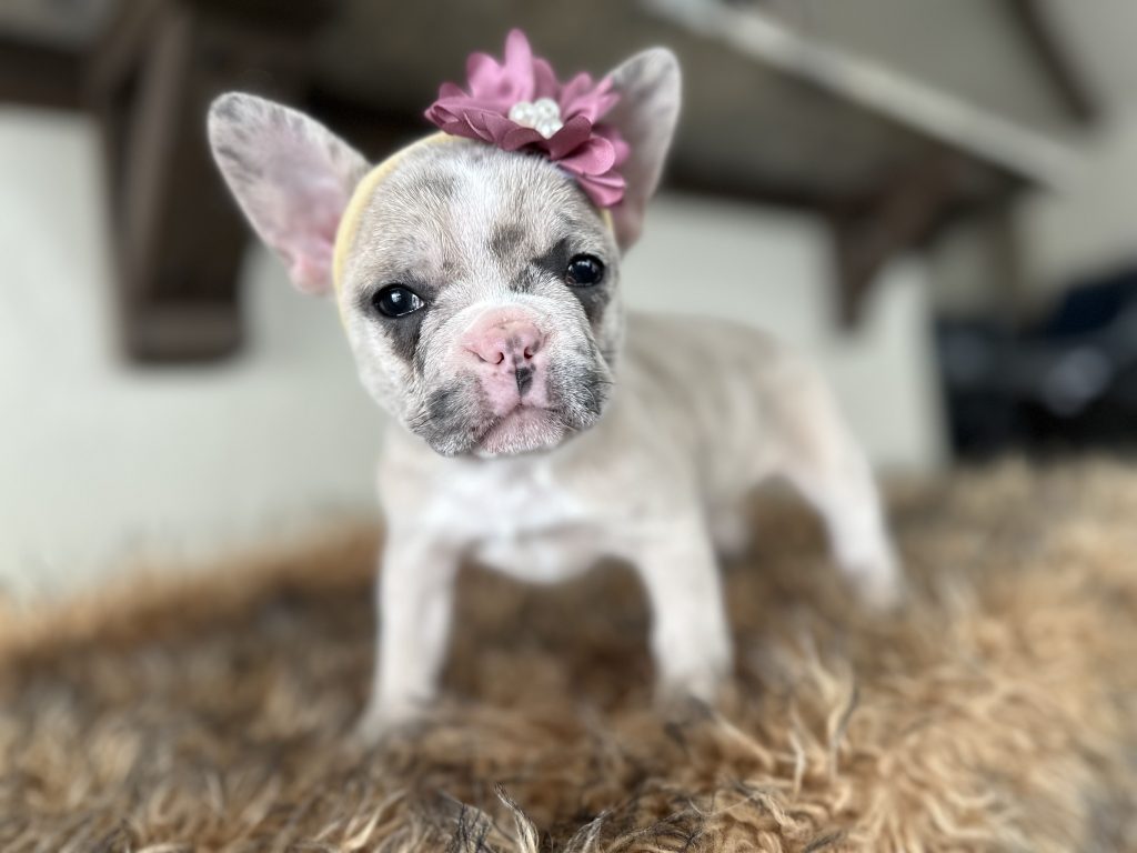 Violet | Lilac Fawn Merle French Bulldog Female | Available in Nov 16th, 2024