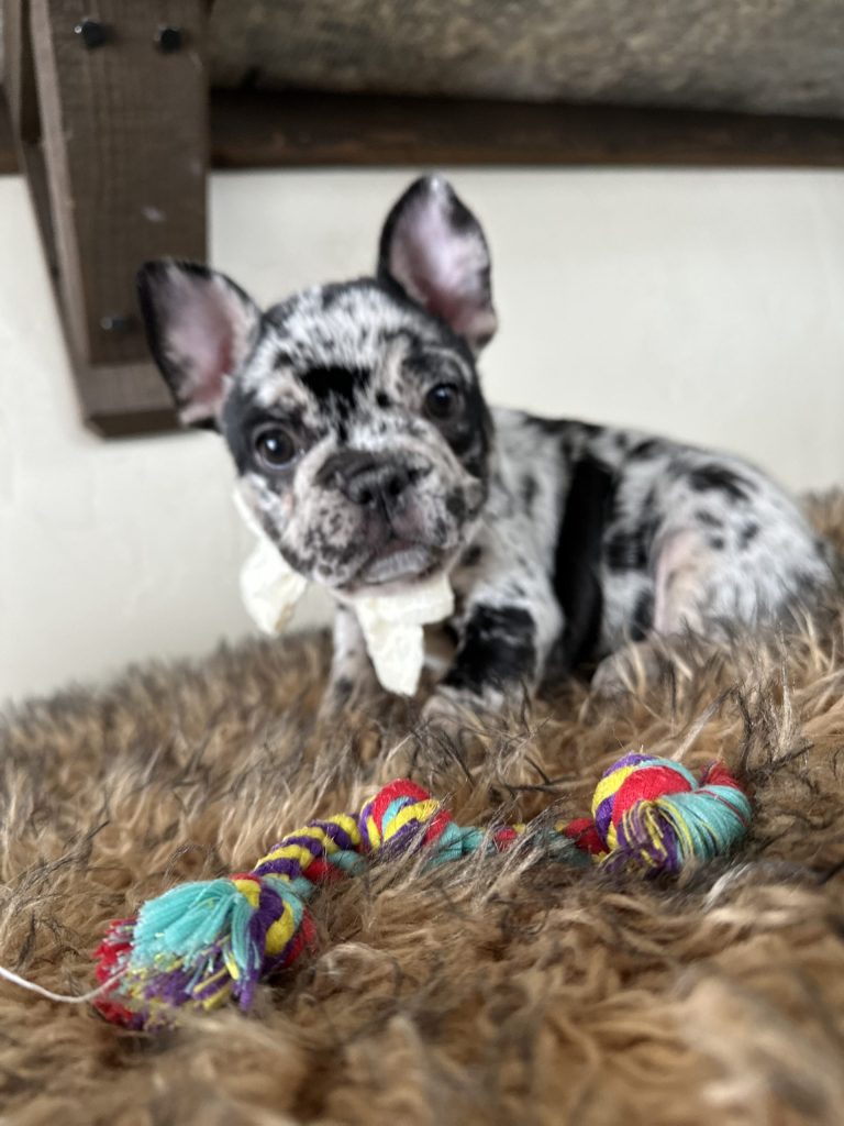 Umbrella | Black Merle French Bulldog Female | Available Nov 24th, 2024