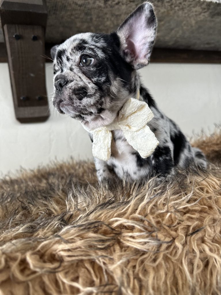 Umbrella | Black Merle French Bulldog Female | Available Nov 24th, 2024