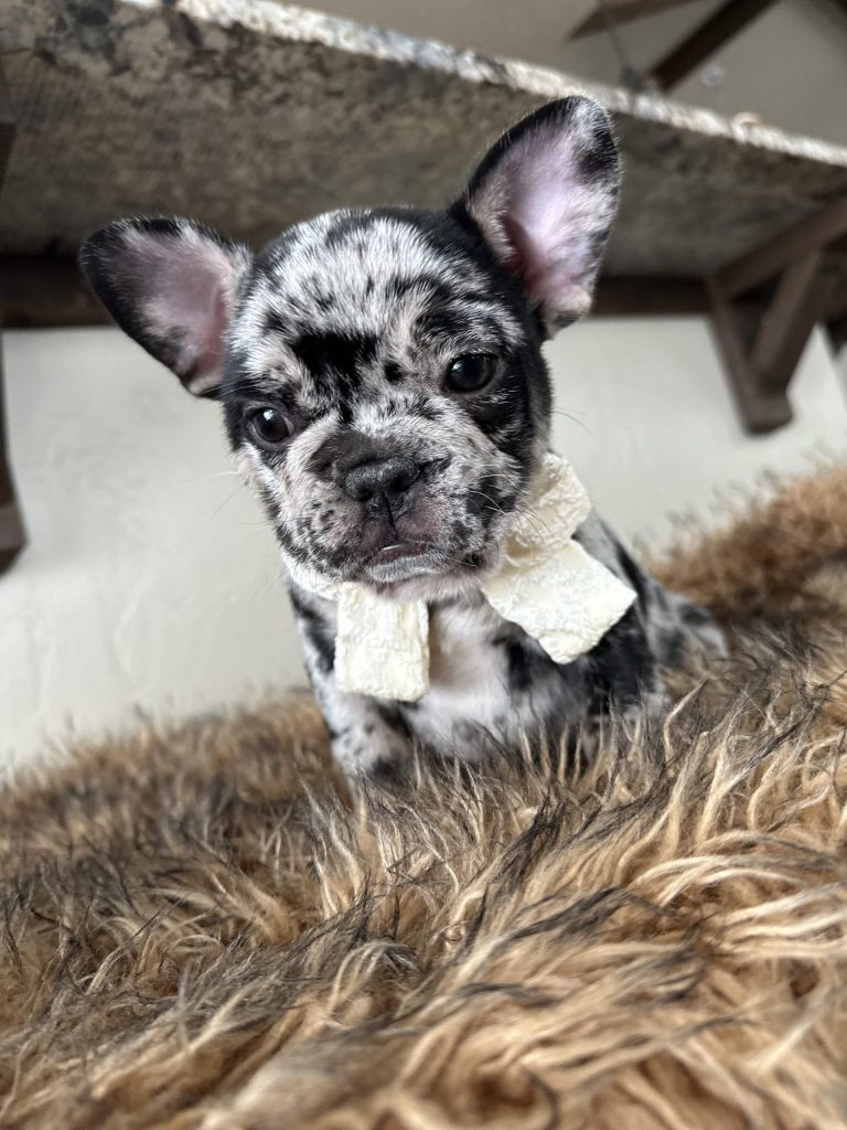 Umbrella | Black Merle French Bulldog Female | Available Nov 24th, 2024
