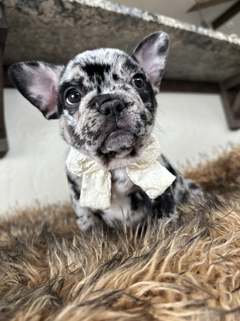 Umbrella | Black Merle French Bulldog Female | Available Nov 24th, 2024