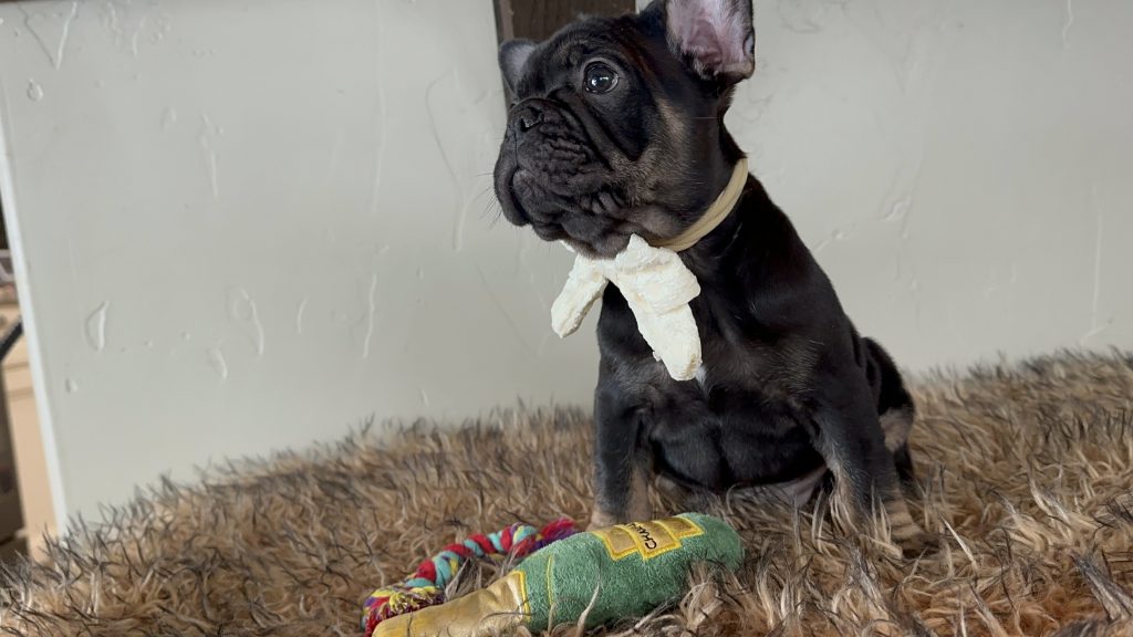 Uno | Black & Tan French Bulldog Male | Available Nov 24th, 2024