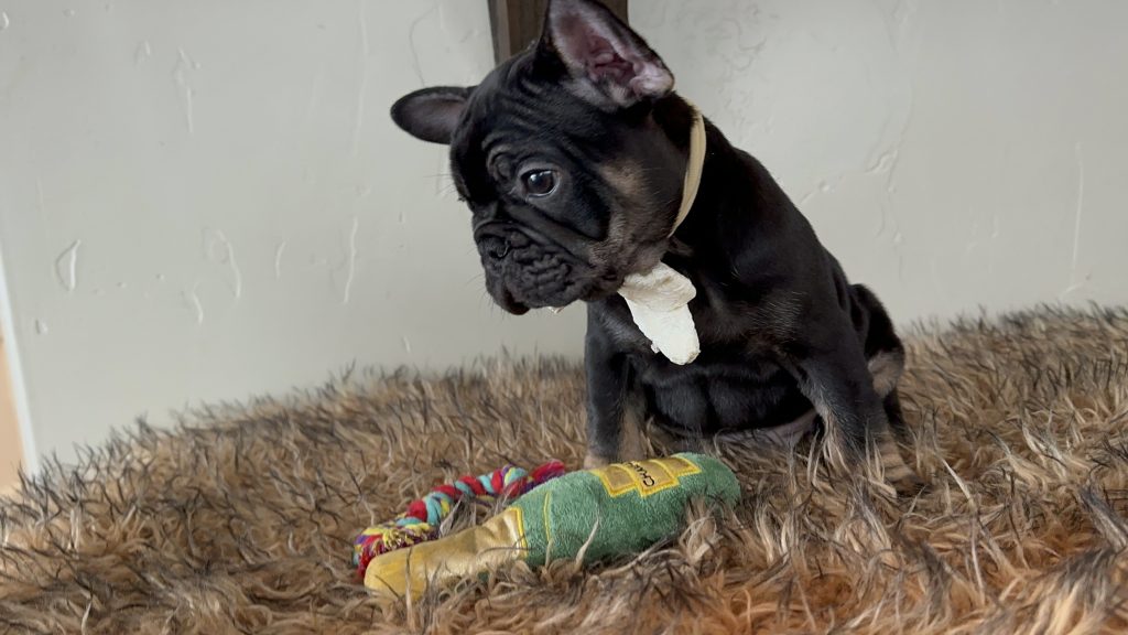 Uno | Black & Tan French Bulldog Male | Available Nov 24th, 2024