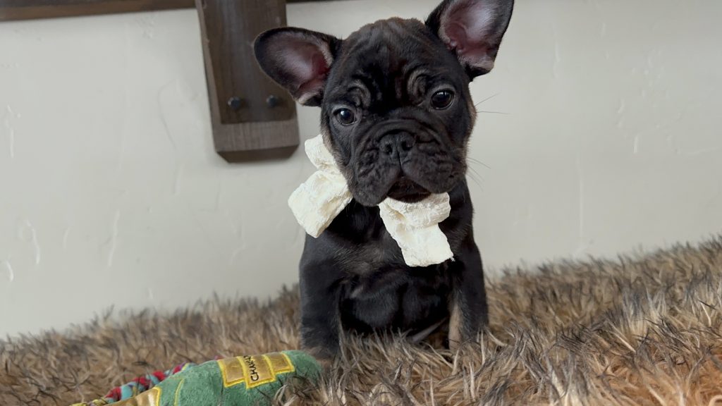 Uno | Black & Tan French Bulldog Male | Available Nov 24th, 2024