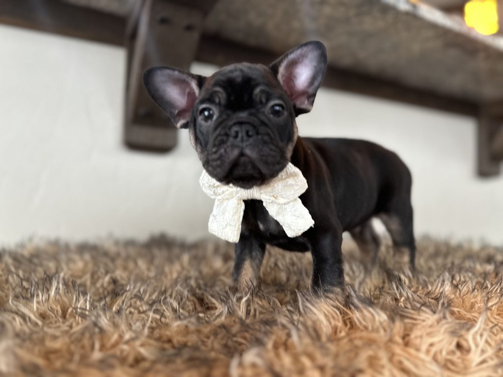Uno | Black & Tan French Bulldog Male | Available Nov 24th, 2024