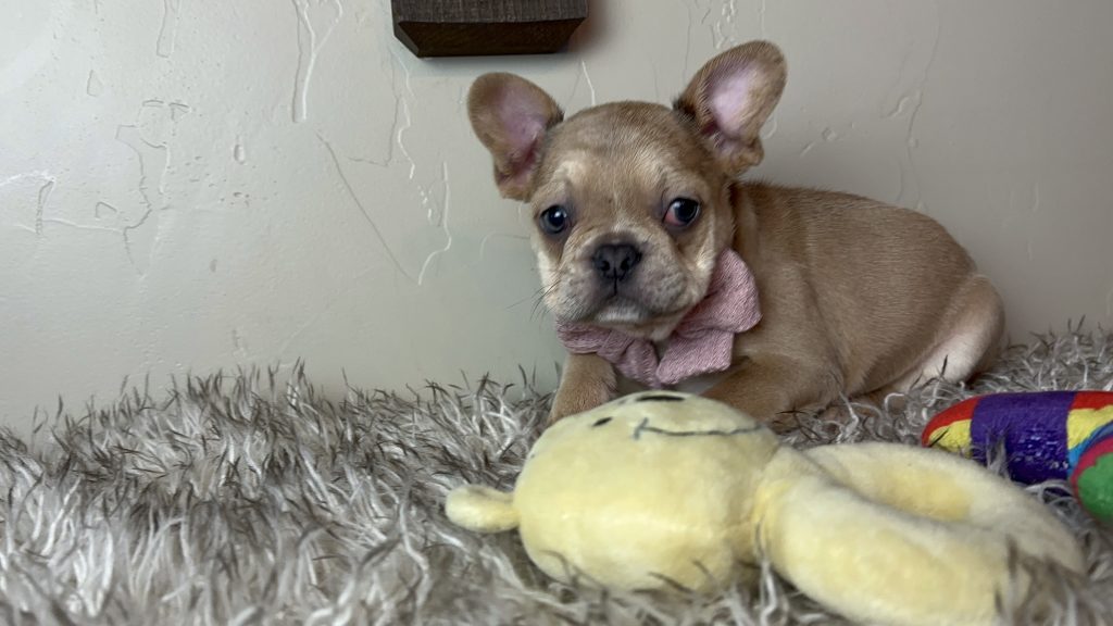 Bambi | Blue Fawn French Bulldog Female | Available on Nov 19th, 2024