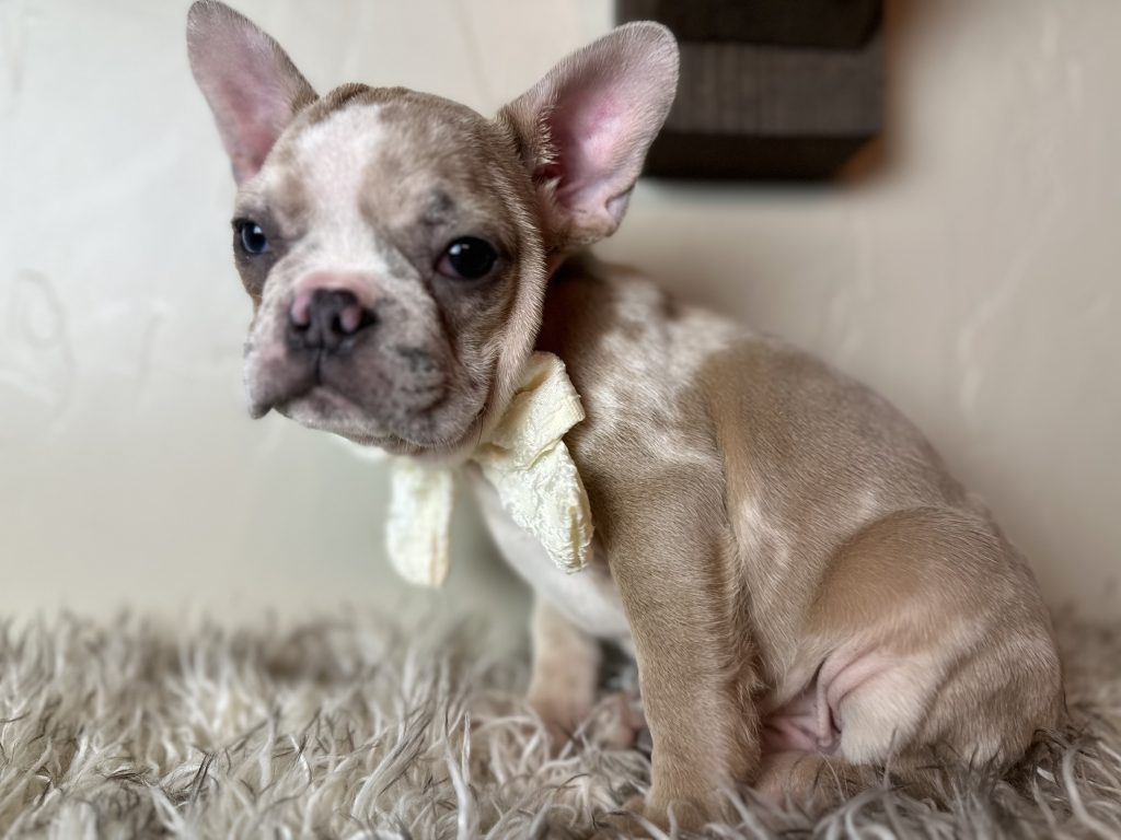 Bean | Blue Fawn Merle French Bulldog Male | Available on Nov 19th, 2024