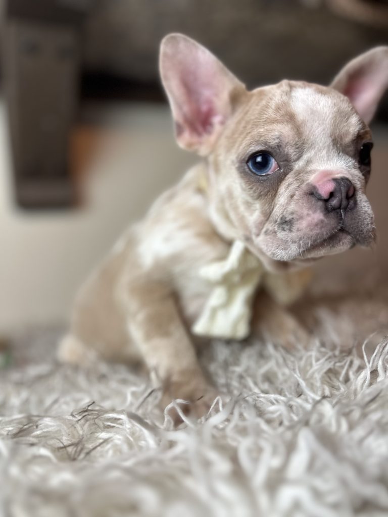 Bean | Blue Fawn Merle French Bulldog Male | Available on Nov 19th, 2024