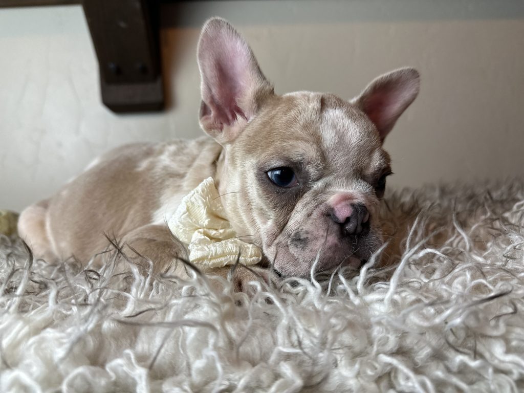 Bean | Blue Fawn Merle French Bulldog Male | Available on Nov 19th, 2024